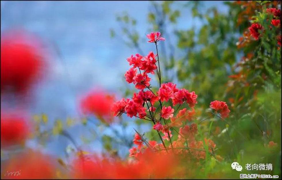 【春天，广西桂林灌阳县向您发出邀请！】登麒麟山，相约映山红 - 游山玩水 - 图木舒克生活社区 - 图木舒克28生活网 tmsk.28life.com