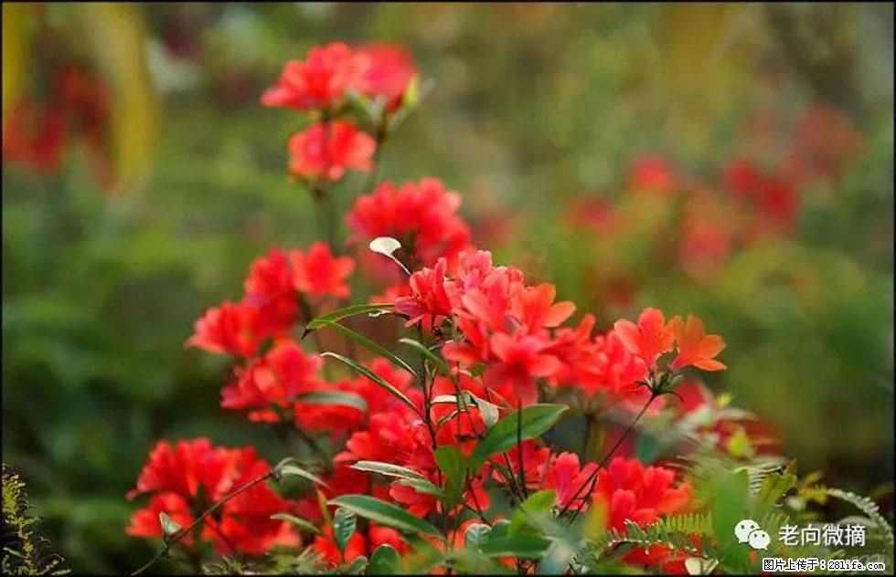 【春天，广西桂林灌阳县向您发出邀请！】登麒麟山，相约映山红 - 游山玩水 - 图木舒克生活社区 - 图木舒克28生活网 tmsk.28life.com