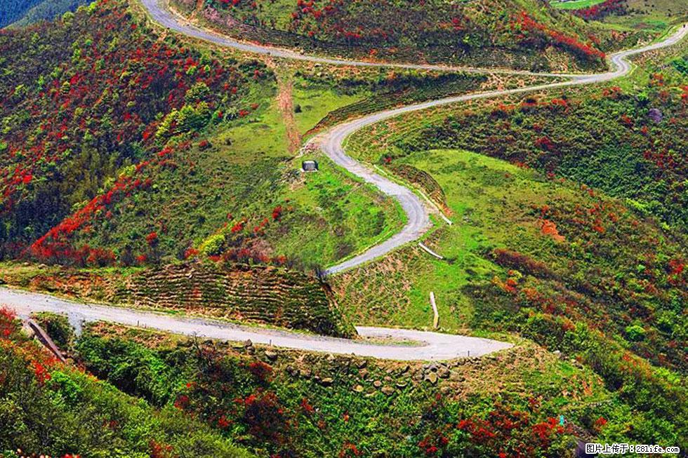 【春天,广西桂林灌阳县向您发出邀请!】春木界上映山红 - 游山玩水 - 图木舒克生活社区 - 图木舒克28生活网 tmsk.28life.com