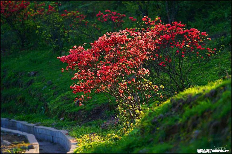 【春天,广西桂林灌阳县向您发出邀请!】春木界上映山红 - 游山玩水 - 图木舒克生活社区 - 图木舒克28生活网 tmsk.28life.com