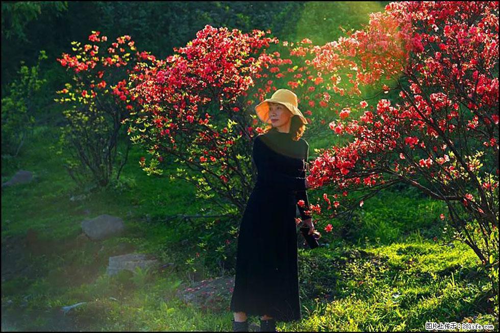 【春天,广西桂林灌阳县向您发出邀请!】春木界上映山红 - 游山玩水 - 图木舒克生活社区 - 图木舒克28生活网 tmsk.28life.com