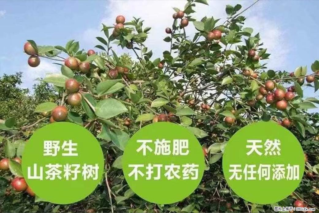 【灌阳县油茶产业示范区】一个有着充实的精神生活的人，对待身外之物自会有一种淡泊的态度 - 美食天地 - 图木舒克生活社区 - 图木舒克28生活网 tmsk.28life.com