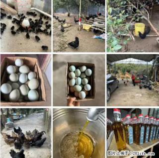 油茶园从小鸡仔开始养起的纯土鸡、土鸡蛋可以预定啦！还有前几天刚榨的纯山茶油哦 - 图木舒克28生活网 tmsk.28life.com