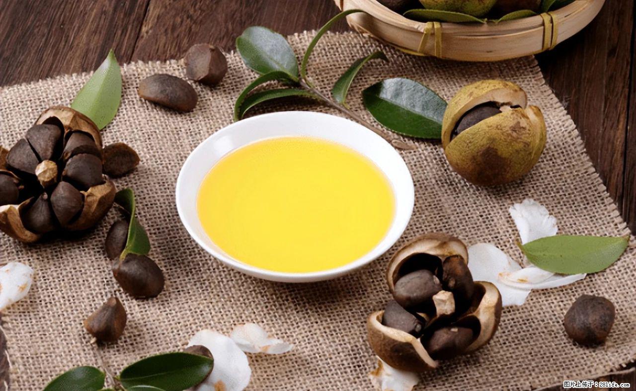 揭秘茶油的5大核心营养成分！被称为人体健康的“守护盾”！ - 图木舒克生活资讯 - 图木舒克28生活网 tmsk.28life.com