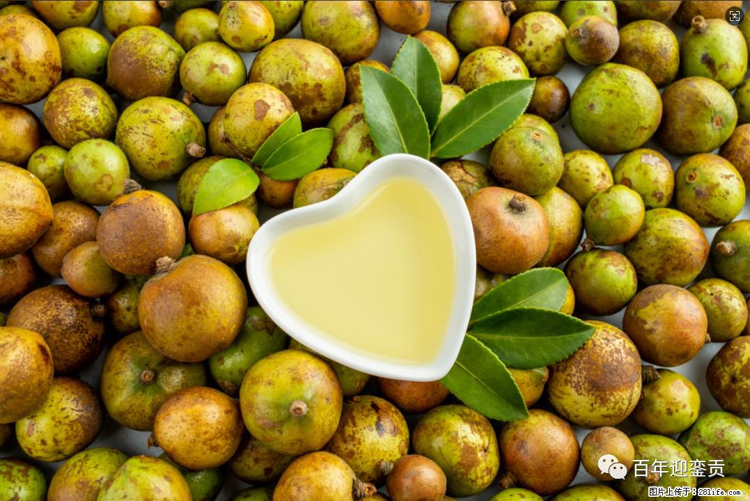 世界没有真相，只有认知，最好的食用油是中国的山茶油！ - 图木舒克生活资讯 - 图木舒克28生活网 tmsk.28life.com