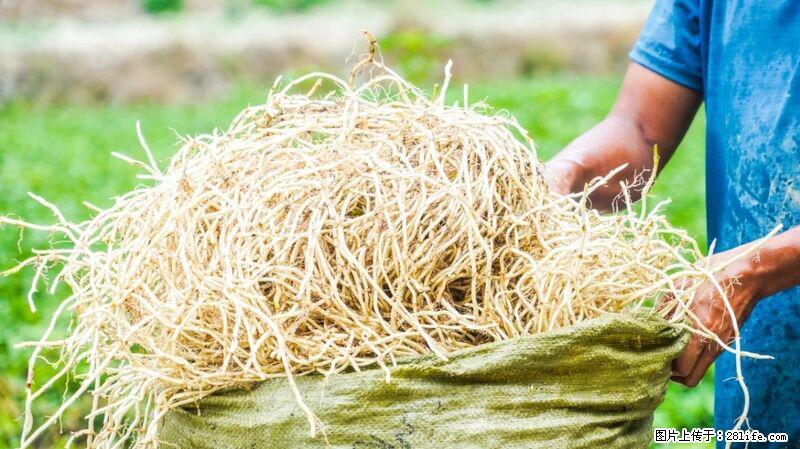 堪称“最难吃”的蔬菜，却是 “抗辐射神器”，还能护肺、清热、止咳化痰！ - 图木舒克生活资讯 - 图木舒克28生活网 tmsk.28life.com