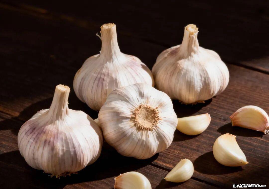 关于大蒜，除了“天然抗生素”，这4个谣言更该警惕! - 图木舒克生活资讯 - 图木舒克28生活网 tmsk.28life.com