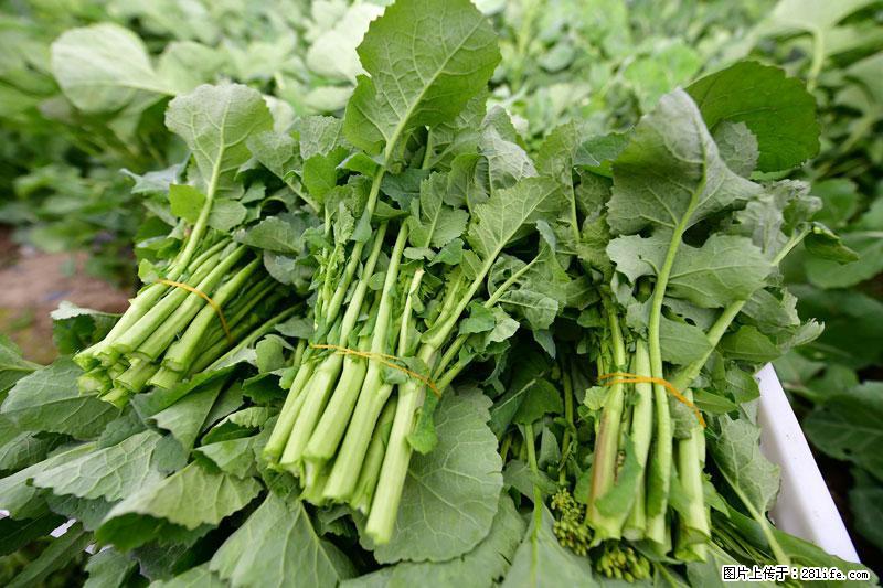 这些蔬菜是“天然钙片”，这6种被医生重点推荐 - 图木舒克生活资讯 - 图木舒克28生活网 tmsk.28life.com